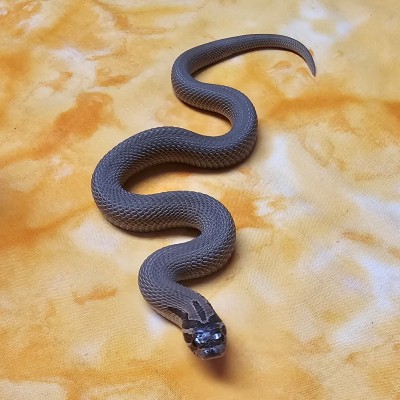 Superconda Sable het Albino