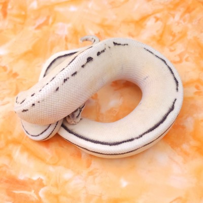 Pastel DG/Enhancer G-Stripe