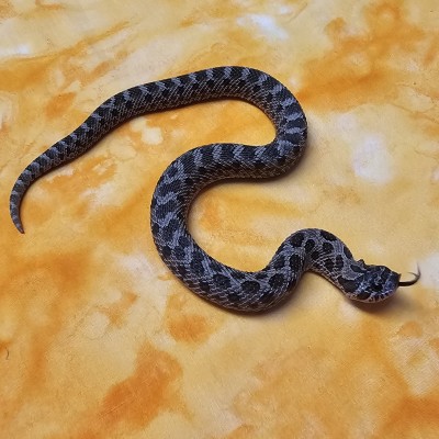 Sable het Axanthic