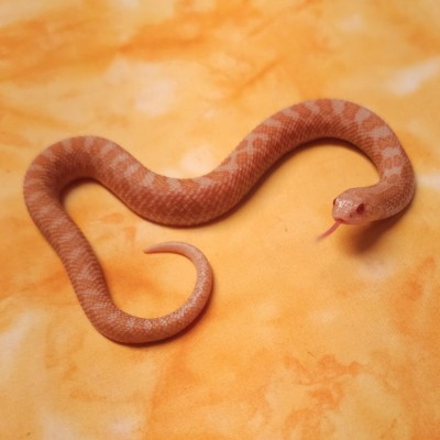 Sunburst (sable/albino)