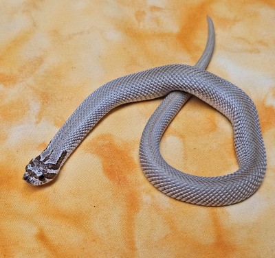 Superconda dhet Sable/Albino