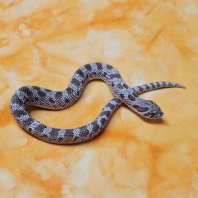 Anaconda dhet Sable/ Albino
